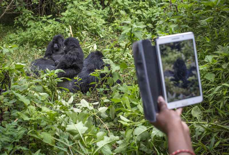 4.-Uganda-Gorillas.-Credit-Jiro-Ose