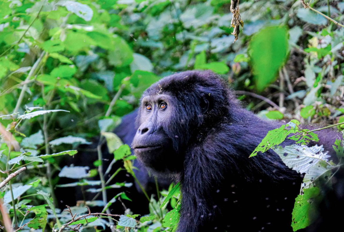 1.Travel Company Works to Save Lost Group of Chimpanzees-3