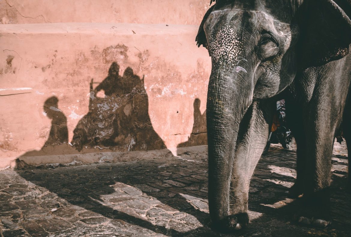 2. Increasing Numbers of luxury tour companies are banning elephant rides
