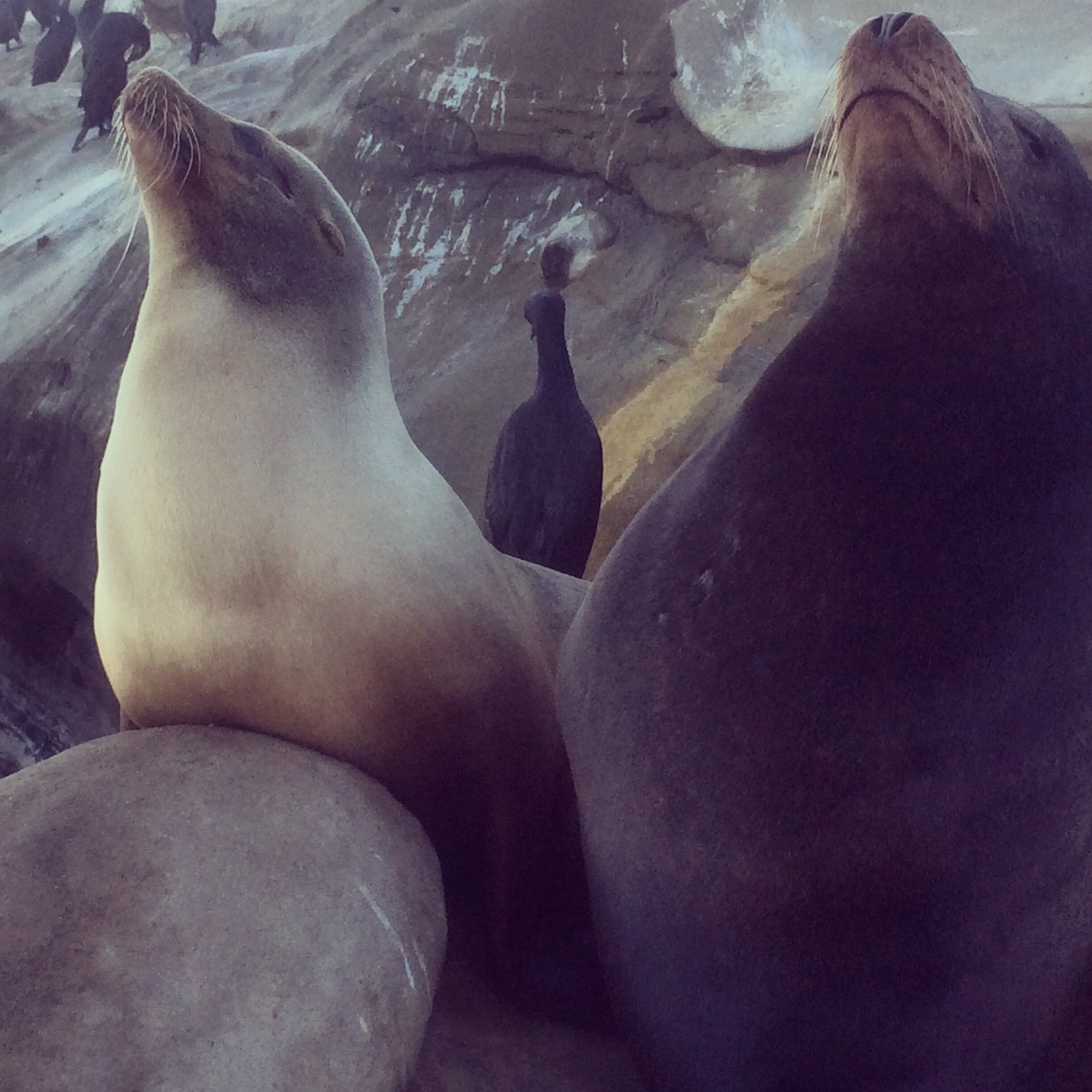 Seals - La Jolla, CA
