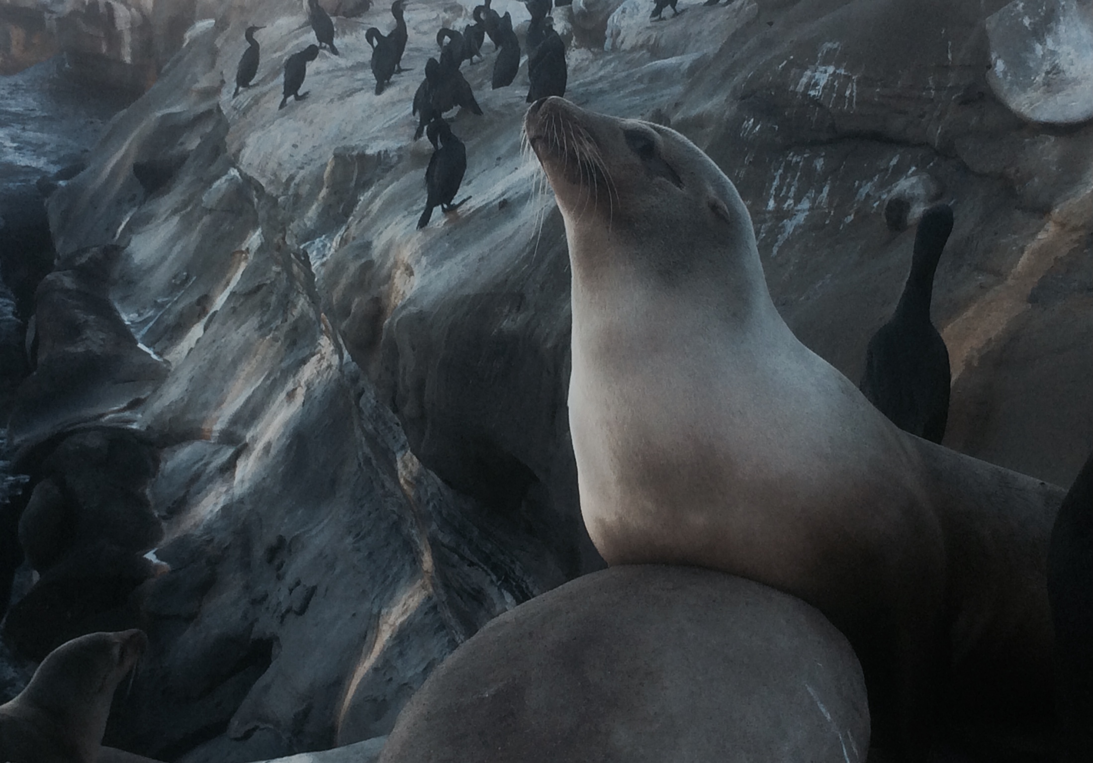 Seals - La Jolla, CA