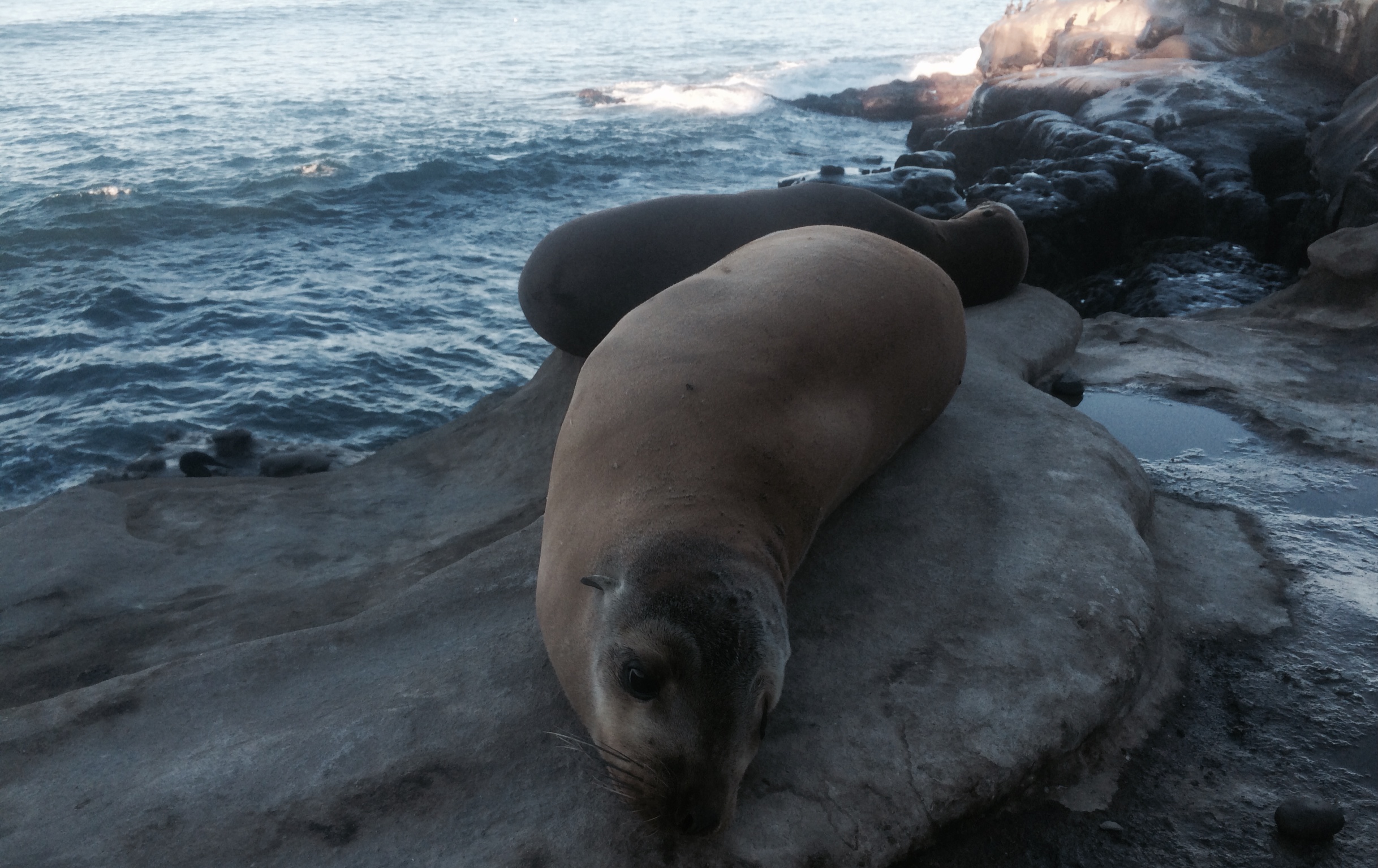 Seals - La Jolla, CA