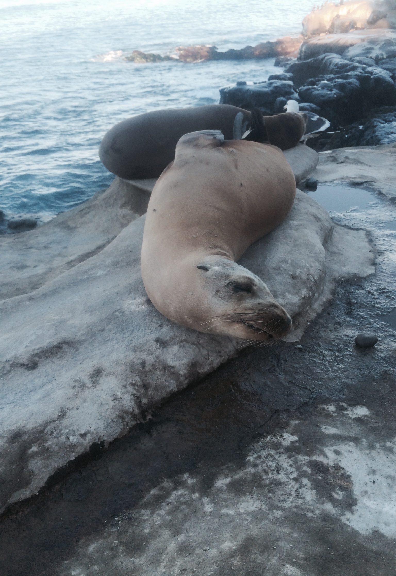 Seals - La Jolla, CA