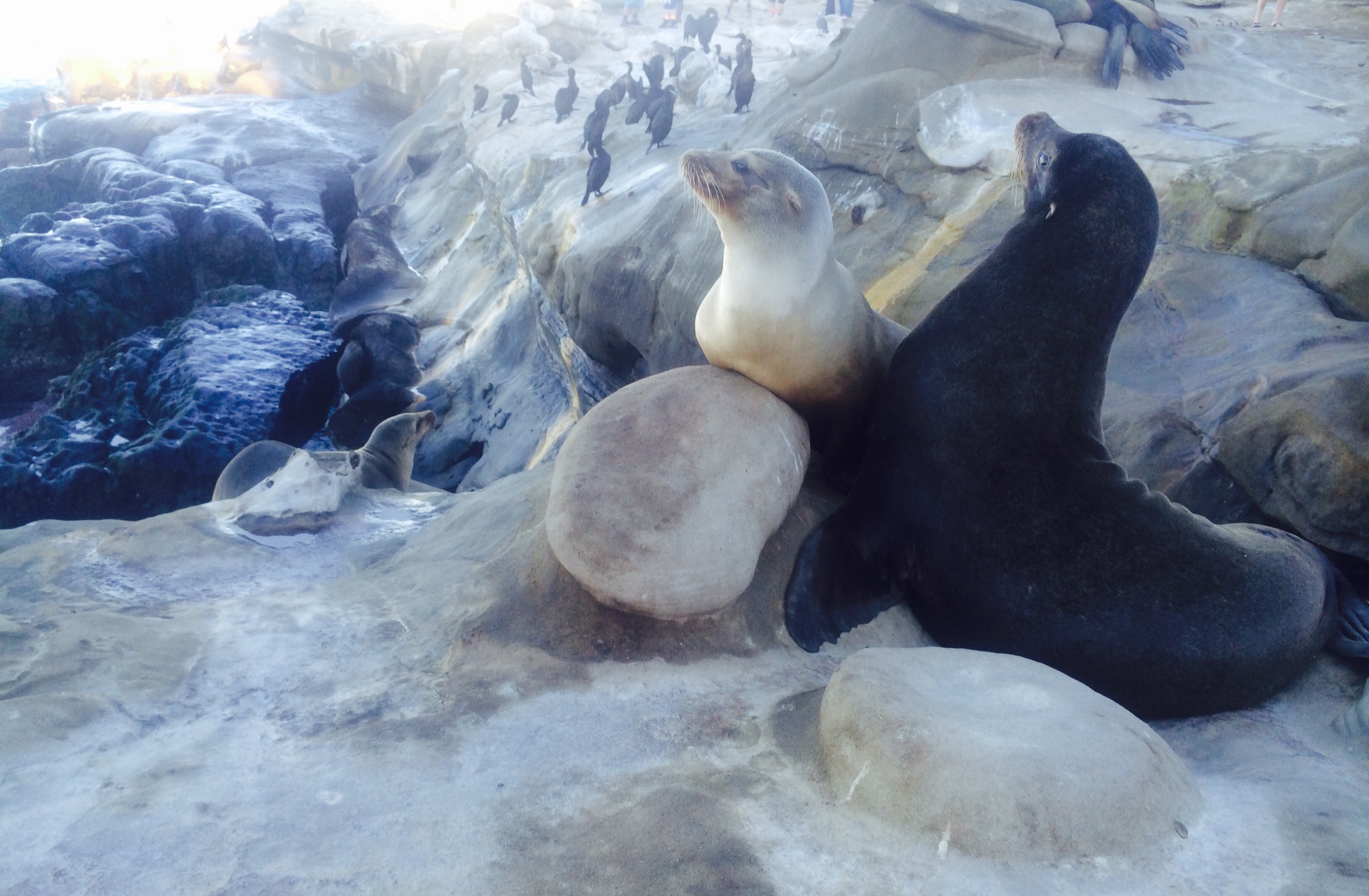 Seals - La Jolla, CA