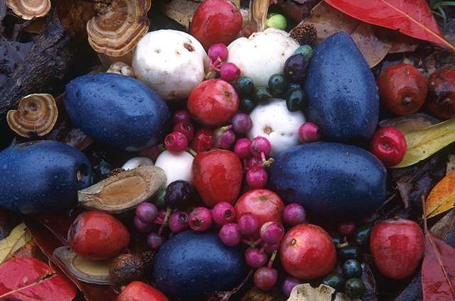 Rainforest Fruit in Spa Treatments