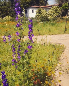 Spring wildflowers at Rancho La Puerta