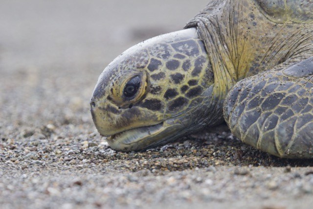 2.-SEE-Turtles-Credit-Hal-Brindley