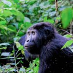 1.Travel Company Works to Save Lost Group of Chimpanzees-3