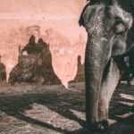 2. Increasing Numbers of luxury tour companies are banning elephant rides